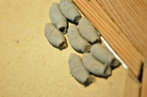 Acht tönnchenförmige Zellen aus Lehm einer Orientalischen Mauerwespe enthalten mehrere Spinnen und ein Ei dieser Grabwespenart. (Foto: BAfmW)