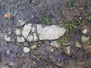Versteinerte Spur des Hinterfußes eines Drachen im Siebengebirge (Foto: A.S.)