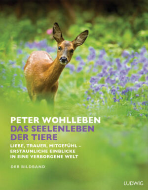 Der Nr.-1-Bestseller jetzt mit faszinierenden Fotos Ein hinterlistiger Hahn? Ein beschämtes Pferd? Ein treu liebender Kolkrabe? Die Gefühlswelt der Tiere im Wald und auf dem Hof ist viel reicher, als wir je geahnt haben. Peter Wohlleben öffnet uns die Augen und zeigt eine Tierwelt, in der mitgefühlt, geliebt und genussvoll gelebt wird. Jetzt erscheint der Bestseller im Großformat, reich bebildert und durchgehend vierfarbig. Er enthält den vollständigen Originaltext und lässt den Leser auch visuell in die faszinierende und berührende Welt der Tiere eintauchen. Die wunderbaren Geschichten von Peter Wohlleben und die einzigartigen Fotos ergänzen sich auf perfekte Weise. Ausstattung: Zahlr.Abb.durchg.4c