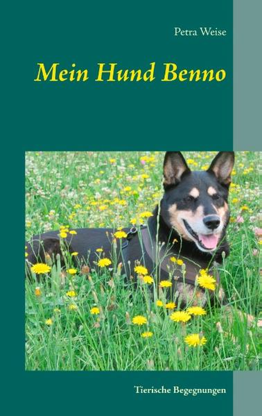 Ein neuer Hund kommt ins Haus. Petra Weise berichtet amüsant über ihre Erlebnisse mit Benno und ihre oft vergeblichen Erziehungsversuche. "Kaum ist Benno von der Leine findet er Taschentücher, Plastikbecher, große Einkaufstüten und was weiß ich nicht alles. Er schnappt sich seine Beute und rennt davon. Dabei schaut er sich um, und es sieht aus, als ob er lacht. Er weiß, dass ich ihn nicht fangen kann. Zurück kommt er erst, wenn er die Lust an diesem Spiel verloren oder das Teil komplett aufgefressen hat."