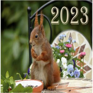 Kalender für 2023 - Tischkalender mit wunderschönen farbigen Bildern von Eichhörnchen, die jeden Tag wieder Freude schenken. Der Kalender hat für jeden Monat ein Blatt und für jeden Tag genügend Platz um Termine einzutragen. Viel Freude damit!