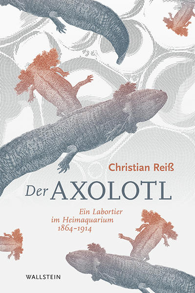Der Axolotl | Bundesamt für magische Wesen