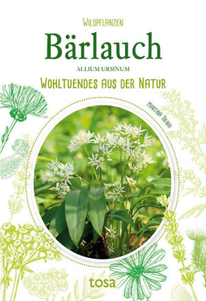 Lesen Sie in unserem Wildpflanzen-Ratgeber allerlei Wissenswertes über den Bärlauch - wie man ihn erkennt und richtig verwendet. Mit interessanten Informationen zu Standort, Ernte, Verarbeitung und Heilwirkung sowie leckeren Rezepten.