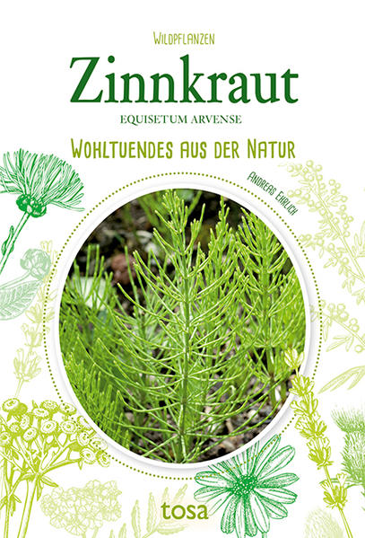 Das Zinnkraut enthält wertvolle Vitalstoffe, die wir uns zunutze machen können, um zahlreichen Beschwerden vorzubeugen beziehungsweise sie zu lindern. Das weitverbreitete Wildkraut wirkt u.a. harntreibend, antientzündlich und gewebestärkend. Darüber hinaus lässt es sich als Pflanzenschutzmittel und wertvoller Dünger im Garten einsetzen. Erfahren Sie alles über Vorkommen, Aussehen, Ernte sowie Verwendung und profitieren Sie von den vorgestellten Anwendungsmöglichkeiten.