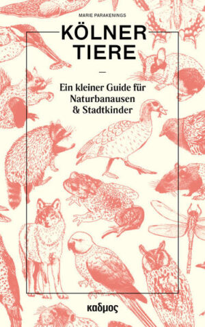 Den Geißbock Hennes und die Maus und den Elefanten (und ihre Ente) kennt wohl jedes Kind in Köln. Aber die Domstadt - immerhin viertgrößte Stadt in Deutschland - hat noch tierisch viel mehr zu bieten. Wusstest du, dass neben 39.000 Hunden und circa 1,085 Millionen Menschen auch noch viele tausend Wildtierarten die neun Bezirke bevölkern? Arten wohlgemerkt - nicht Exemplare! (Ganz genau zählen konnte noch niemand so richtig.) Fakt ist aber, dass sich nicht nur die menschlichen Bewohner*innen hervorragend an die Lebensbedingungen der Großstadt angepasst haben. Koks schnüffelnde Wildschweine, in Häuserfassaden brütende Halsbandsittiche und Kamelle naschende­ Ameisen ... dieses Buch hält die verrücktesten und spannendsten Fakten und Zahlen über die Kölner Tierwelt bereit.