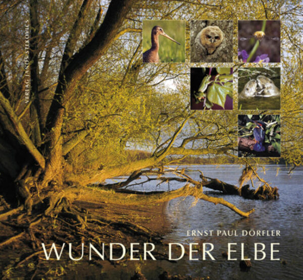 Während Rhein, Main, Mosel und Saar längst kanalisiert und zu Wasserstraßen verbaut sind, darf die Elbe über 600 Kilometer Länge noch frei fließen. Ihre Sandstrände machen sie zur Perle unter den deutschen Flüssen. Die Elbauen erleben noch den Wechsel von Hoch- und Niedrigwasser. Hier wurzeln die größten Auenwälder Mitteleuropas. Hier konnte der Biber überleben. Nirgendwo in Deutschland klappern noch so viele Störche. Seit dem Fall der Mauer verbesserte sich die Wasserqualität fast über Nacht. Nun sind auch die ersten Lachse wieder da. Ein Natur- und Lebensraum, der durch den Ausbau zur „modernen“ Wasserstraße verloren wäre. Doch vielleicht beginnt gerade hier ein zukunftsfähiger Umgang mit Flüssen – wegweisend für Deutschland und Europa. Das Buch – in Text und Bild ein Plädoyer für den faszinierenden Fluss – „… ist sehr naturbezogen und trägt seinen Haupttitel ‚Wunder der Elbe‘ völlig zu Recht … Dörfler ist, schlicht und einfach gesagt, für die Elbe rundum kompetent.“ (Mitteldeutsche Zeitung)