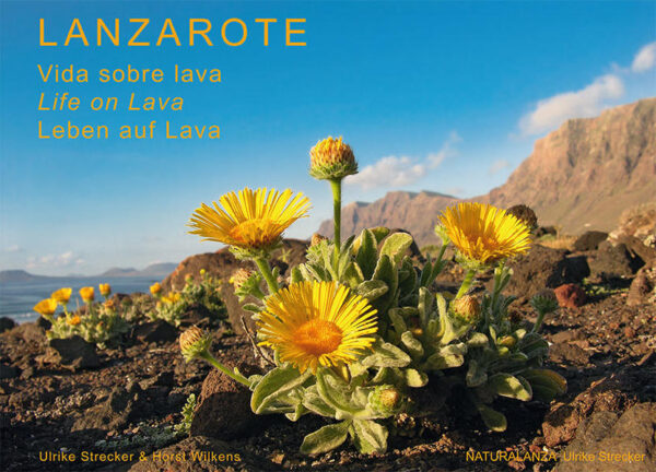 A serious guide to the natural history and topography of Lanzarote published in landscape format, a coffee-table book authored by scientists which is not only beautiful and replete with information but superbly illustrated with photographs and presented in three languages. The authors, Ulrike Strecker and Horst Wilkens, are biologists of the University of Hamburg. During many field trips they have gained extensive knowledge of Lanzarote’s different habitats and their unique flora and fauna. This volume is an impressive photographic documentation of their work.