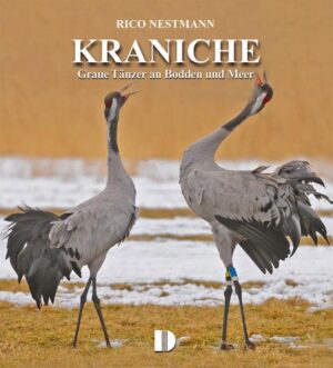 Kraniche sind mit ihrer Größe, Anmut und Schönheit eindringliche Sinnbilder für die Kostbarkeit der Natur auf unserer Erde. Der Schutz der Kraniche bewahrt zugleich eine Vielzahl anderer Tier- und Pfl anzenarten sowie die Reinheit von Wasser, Boden und Luft in den ausgedehnten Territorien dieser Vögel. Im Flug zwischen den Brut- und Überwinterungsgebieten überqueren die „Vögel des Glücks“ mehrere Länder und Rastplätze. Hier fressen und ruhen die Vögel zwischen den einzelnen Flugetappen. Mit dem vorliegenden Band wird die Faszination des Kranichzuges zwischen Bücherdeckeln lebendig. Mit ebenso einzigartigen wie eindrucksvollen Fotografien sowie kenntnisreichen Texten kann sich der Leser und Betrachter Auge in Auge mit den „Vögeln des Glücks“ sehen und eines der faszinierendsten Naturschauspiele Mitteleuropas hautnah erleben.