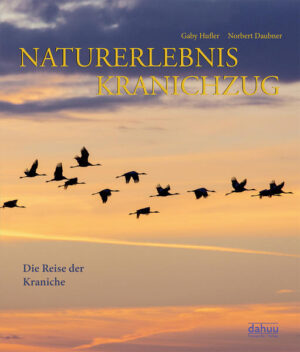 Begleiten Sie die Reise der Kraniche mit dem NATURERLEBNIS KRANICHZUG. Beobachten Sie die Zugvögel auf ihren Etappen von Skandinavien bis in den Südwesten Spaniens und lernen Sie dabei auch die vielfältigen Weggefährten der Graukraniche kennen. Erleben Sie, wie die Kraniche Gefahren überwinden, die Unbill der Naturgewalten überstehen und sich den Strapazen einer Tausende Kilometer weiten Reise aussetzen – mit dem Ziel, wohlbehalten im Winterdomizil anzukommen. Dieser großartige Fotoband beschreibt den westeuropäische Reiseweg dieser faszinierenden Vögel. Verknüpft mit spannenden Hintergrundinformationen zu Aufenthaltsorten und Lebensweise der majestätischen Vögel, wird die außergewöhnliche Schönheit der Kraniche in zahlreichen Bildern lebendig. Dabei lernt der Leser auch die verschiedenen Tiere, denen der Kranich während dieses Zugs begegnet und die mit ihm ziehen, und deren Lebensräumen besser kennen. Das Autoren- und Fotografenteam hat die Route der Kraniche von Anfang an begleitet und illustriert mit herrlichen Fotografien ihre wunderbaren Erlebnisse mit dem Vogel des Glücks.