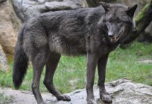 Auch für ihn gilt die Reisewarnung des Bundesamtes für magische Wesen. Grauer Timberwolf im Wildpark Lüneburger Heide, fotografiert von Quartl, via Wikimedia Commons.