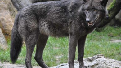 Auch für ihn gilt die Reisewarnung des Bundesamtes für magische Wesen. Grauer Timberwolf im Wildpark Lüneburger Heide, fotografiert von Quartl, via Wikimedia Commons.